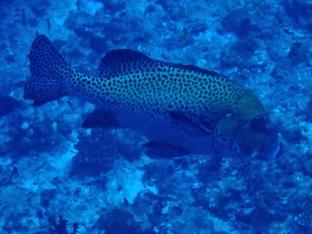 Click to View Harlequin Sweetlips<br><span style='font-size:12px'><i>Dave & Rose</i></span>