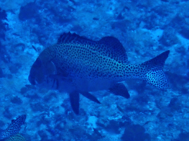 Click to View Harlequin Sweetlips<br><span style='font-size:12px'><i>Dave & Rose</i></span>