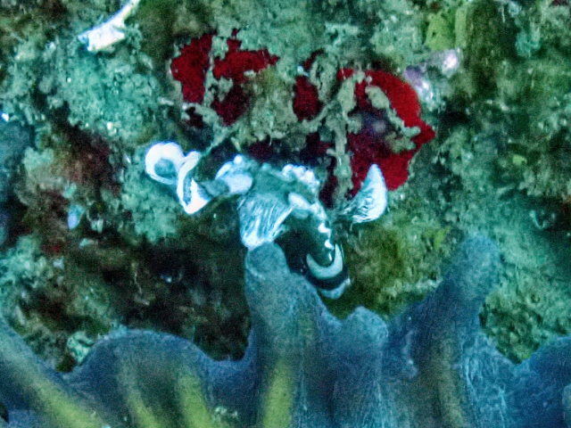Harlequin Sweetlips - juvenile<br><span style='font-size:12px'><i>Dave & Rose</i></span>