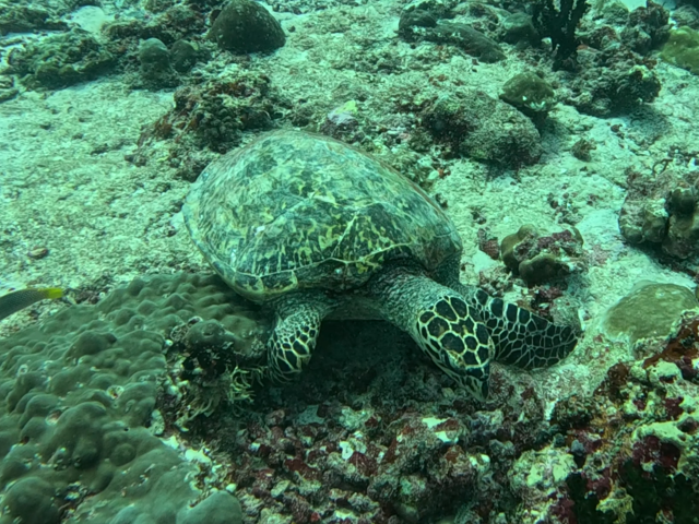 Click to View Hawksbill Turtle<br><span style='font-size:12px'><i>Dave & Rose</i></span>