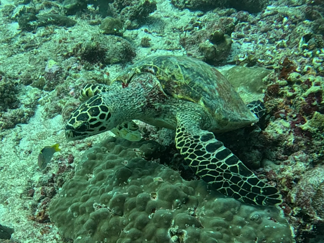 Click to View Hawksbill Turtle<br><span style='font-size:12px'><i>Dave & Rose</i></span>