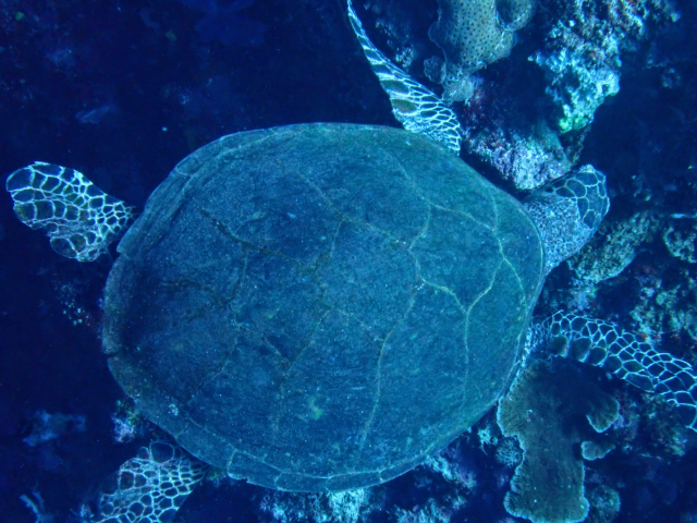 Click to View Hawksbill Turtle<br><span style='font-size:12px'><i>Dave & Rose</i></span>