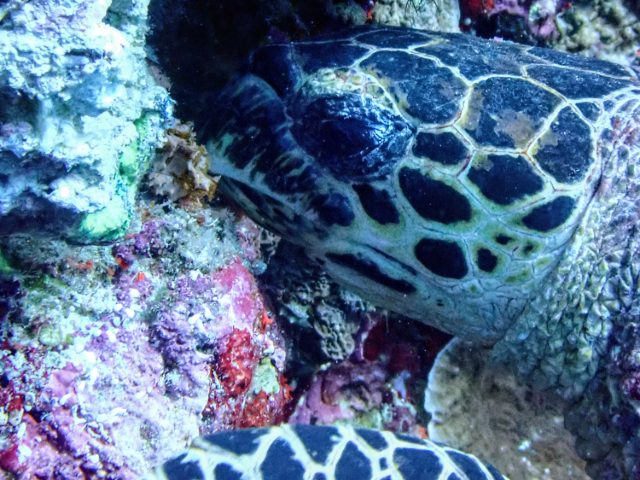 Click to View Hawksbill Turtle<br><span style='font-size:12px'><i>Dave & Rose</i></span>