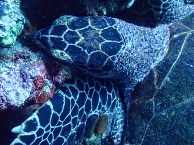 Click to View Hawksbill Turtle<br><span style='font-size:12px'><i>Dave & Rose</i></span>