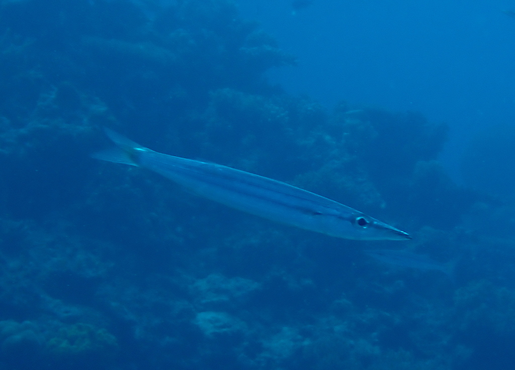 Click to View Heller's Barracuda<br><span style='font-size:12px'><i>iNaturalist</i></span>