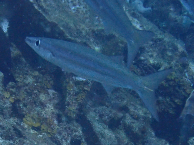 Click to View Heller's Barracuda<br><span style='font-size:12px'><i>Dave & Rose</i></span>