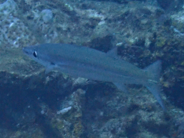 Click to View Heller's Barracuda<br><span style='font-size:12px'><i>Dave & Rose</i></span>