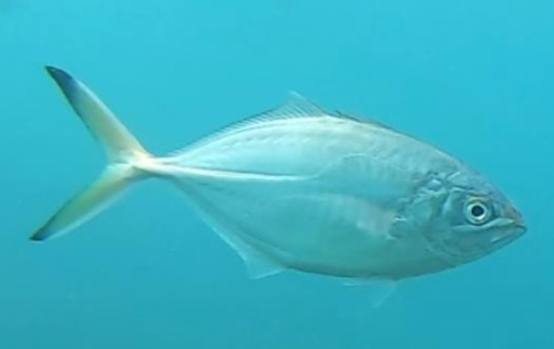Herring Scad<br><span style='font-size:12px'><i>iNaturalist</i>&nbsp&nbsp&nbsp&nbsp</span>