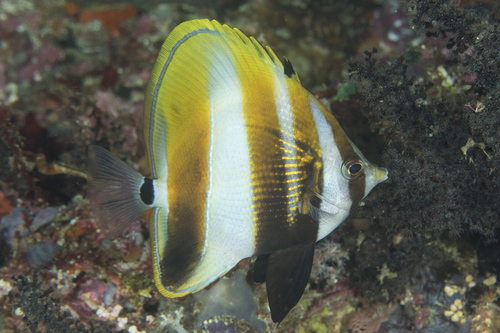 Highfin Butterflyfish Highfin Butterflyfish<br><span style='font-size:12px'><i>iNaturalist</i>    </span>