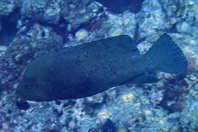 Click to View Highfin Chub<br><span style='font-size:12px'><i>Dave & Rose</i></span>