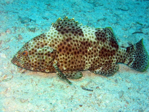 Click to View Highfin Grouper<br><span style='font-size:12px'><i>iNaturalist</i></span>