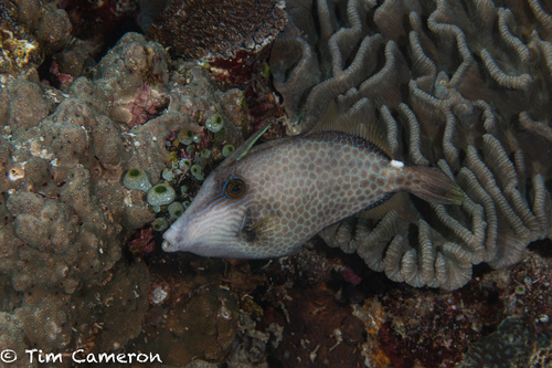 Click to View Honeycomb Filefish<br><span style='font-size:12px'><i>iNaturalist</i></span>