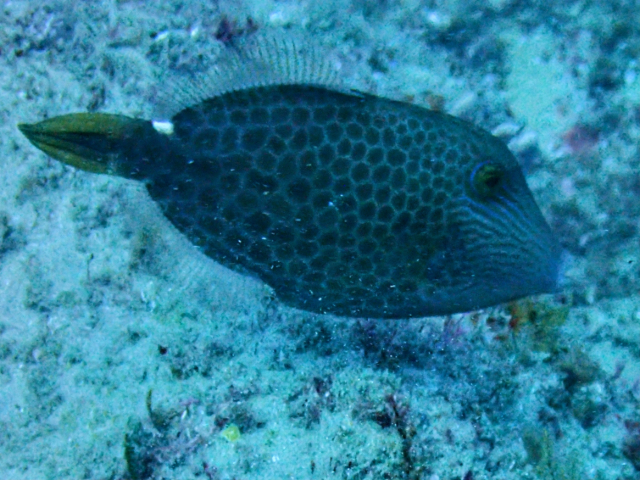Click to View Honeycomb Filefish<br><span style='font-size:12px'><i>Dave & Rose</i></span>