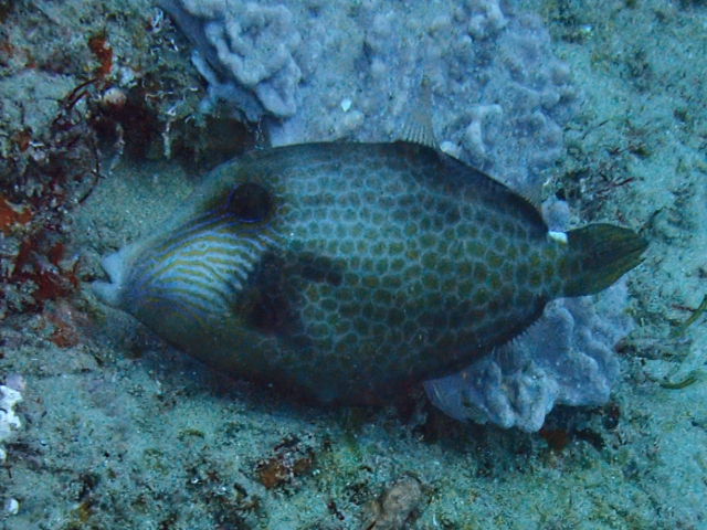 Click to View Honeycomb Filefish<br><span style='font-size:12px'><i>Dave & Rose</i></span>