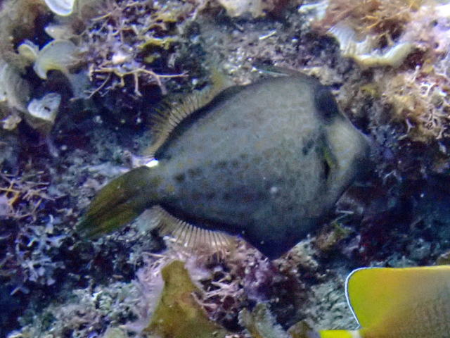 Click to View Honeycomb Filefish<br><span style='font-size:12px'><i>Dave & Rose</i></span>