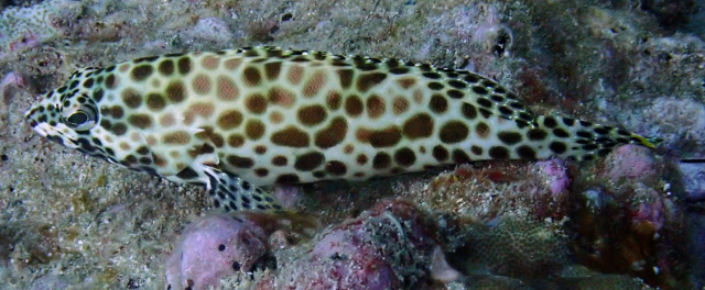 Click to View Honeycomb Grouper<br><span style='font-size:12px'><i>Dave & Rose</i></span>