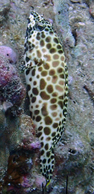 Click to View Honeycomb Grouper<br><span style='font-size:12px'><i>Dave & Rose</i></span>