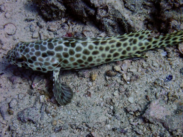 Click to View Honeycomb Grouper<br><span style='font-size:12px'><i>Dave & Rose</i></span>