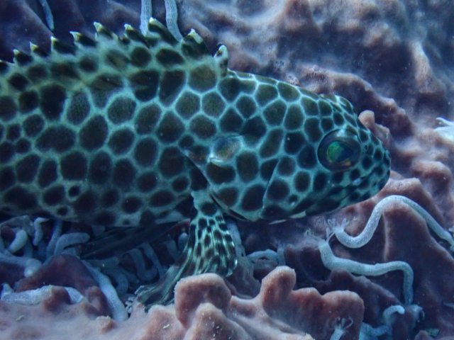 Click to View Honeycomb Grouper<br><span style='font-size:12px'><i>Dave & Rose</i></span>