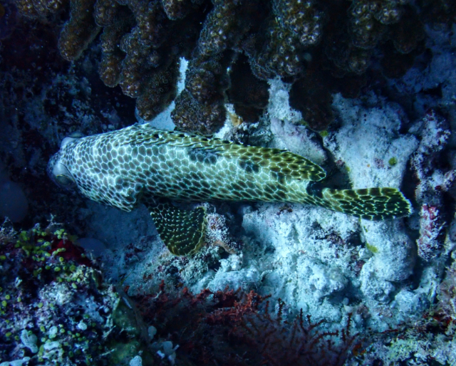 Honeycomb Grouper<br><span style='font-size:12px'><i>Dave & Rose</i></span>