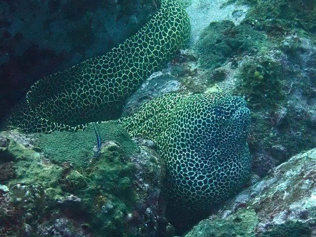Click to View Honeycomb Moray<br><span style='font-size:12px'><i>Dave & Rose</i></span>