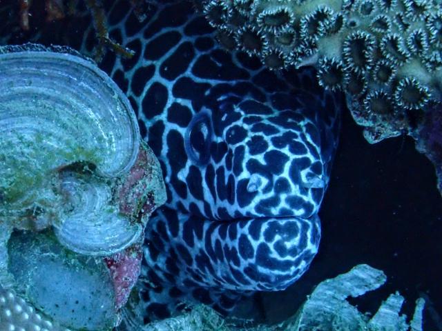 Click to View Honeycomb Moray<br><span style='font-size:12px'><i>Dave & Rose</i></span>