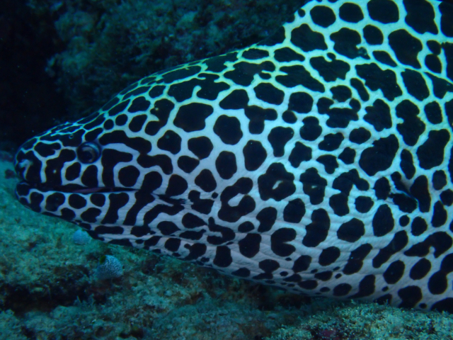 Click to View Honeycomb Moray<br><span style='font-size:12px'><i>Dave & Rose</i></span>