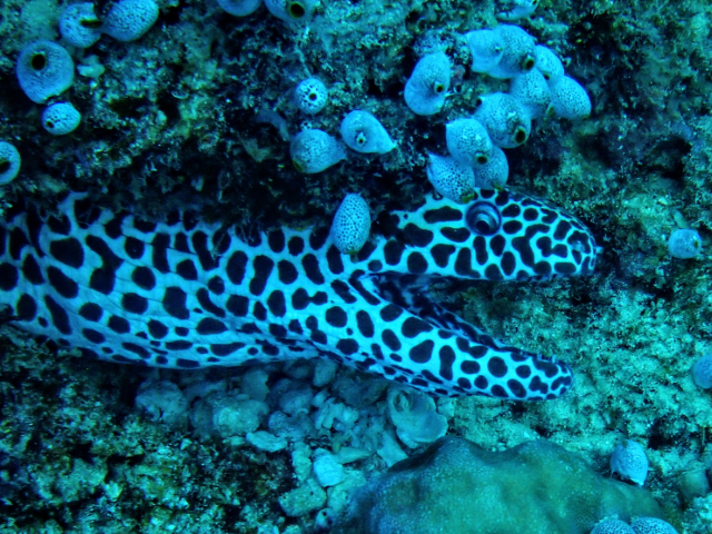 Click to View Honeycomb Moray<br><span style='font-size:12px'><i>Dave & Rose</i></span>