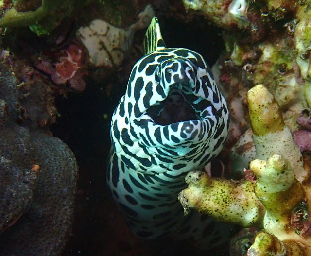 Click to View Honeycomb Moray<br><span style='font-size:12px'><i>Dave & Rose</i></span>