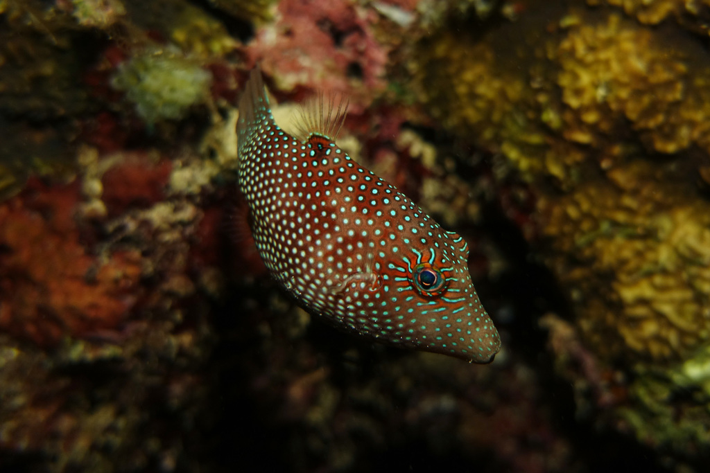 Click to View Honeycomb Toby<br><span style='font-size:12px'><i>iNaturalist</i></span>