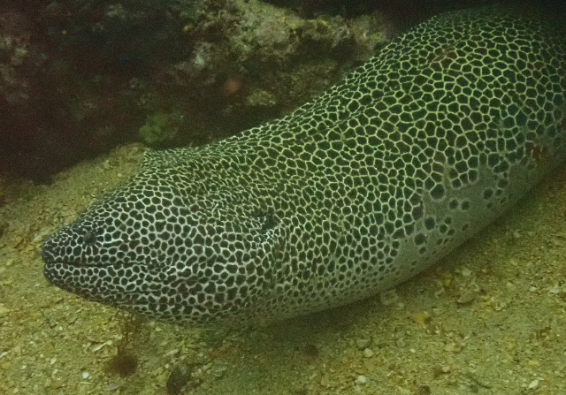 Click to View Honeycomb Moray<br><span style='font-size:12px'><i>Dave & Rose</i></span>