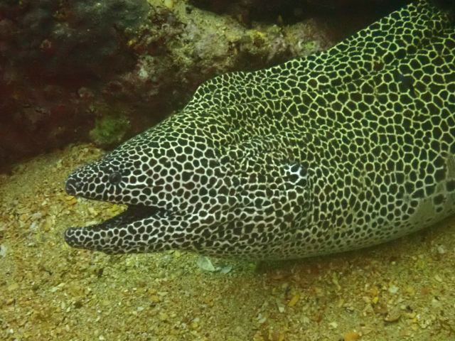 Click to View Honeycomb Moray<br><span style='font-size:12px'><i>Dave & Rose</i></span>