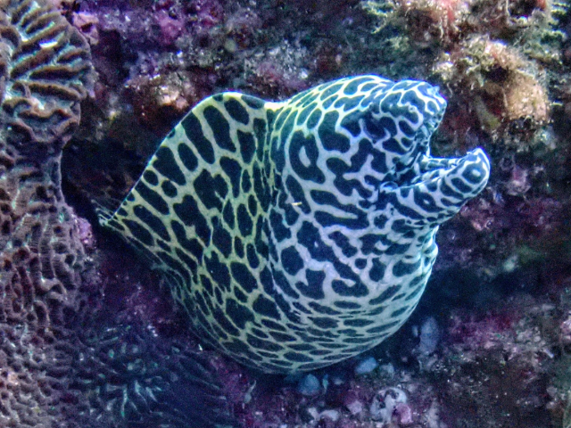 Honeycomb Moray<br><span style='font-size:12px'><i>Dave & Rose</i></span>
