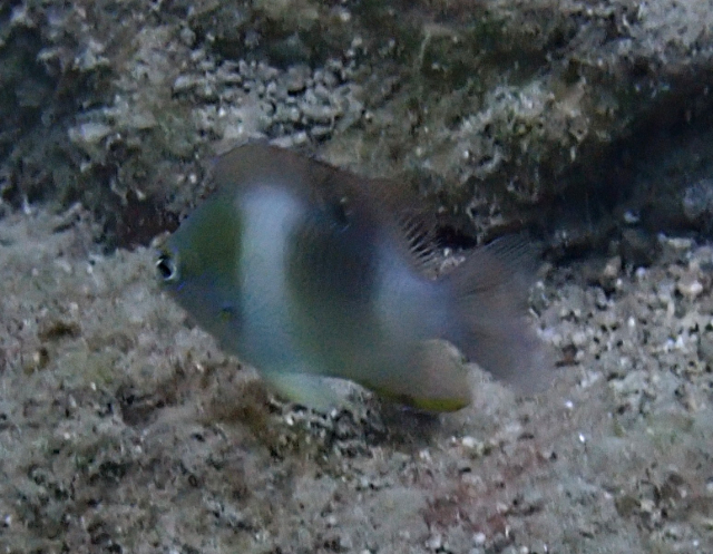 Click to View Honeyhead Damsel<br><span style='font-size:12px'><i>Dave & Rose</i></span>