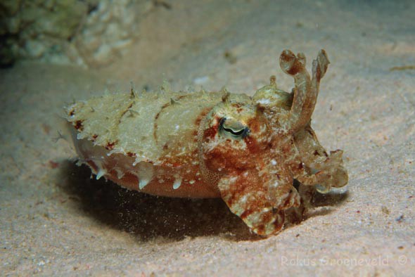 Click to View Hooded Cuttlefish<br><span style='font-size:12px'><i>WWW</i></span>