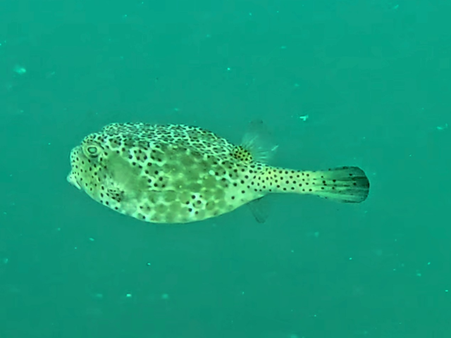 Horn-nose Boxfish<br><span style='font-size:12px'><i>Dave & Rose</i>&nbsp&nbspPhilippines&nbsp&nbsp26th Apr 2026</span>