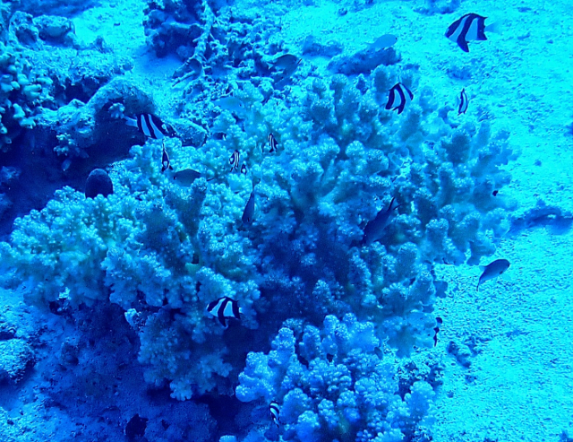 Click to View Humbug Dascyllus - a typical ensemble<br><span style='font-size:12px'><i>Dave & Rose</i></span>