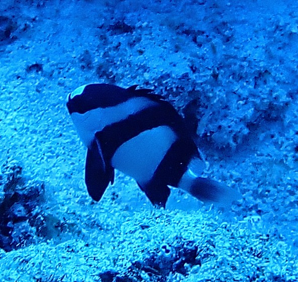 Click to View Humbug Dascyllus<br><span style='font-size:12px'><i>Dave & Rose</i></span>