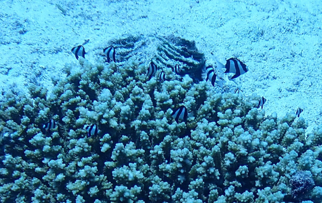 Click to View Humbug Dascyllus - a typical congregation<br><span style='font-size:12px'><i>Dave & Rose</i></span>