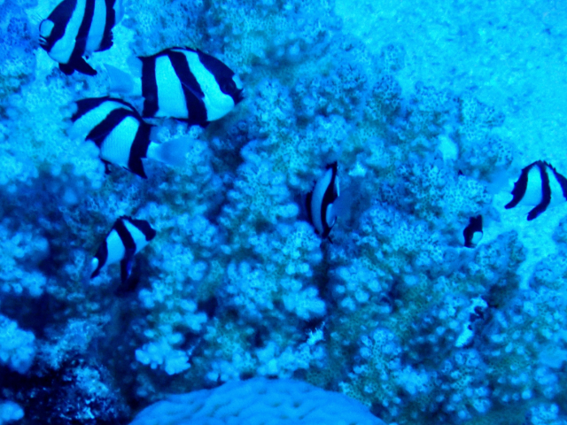 Click to View Humbug Dascyllus<br><span style='font-size:12px'><i>Dave & Rose</i></span>