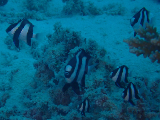 Click to View Humbug Dascyllus<br><span style='font-size:12px'><i>Dave & Rose</i></span>