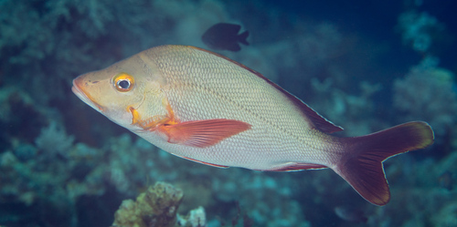 Click to View Humpback Snapper<br><span style='font-size:12px'><i>iNaturalist</i></span>