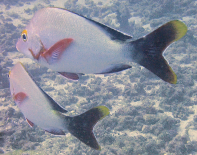 Click to View Humpback Snapper<br><span style='font-size:12px'><i>Dave & Rose</i></span>