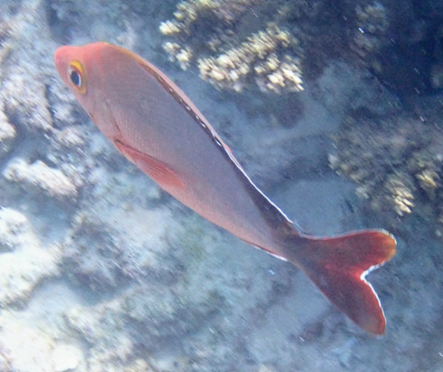 Click to View Humpback Snapper<br><span style='font-size:12px'><i>Dave & Rose</i></span>