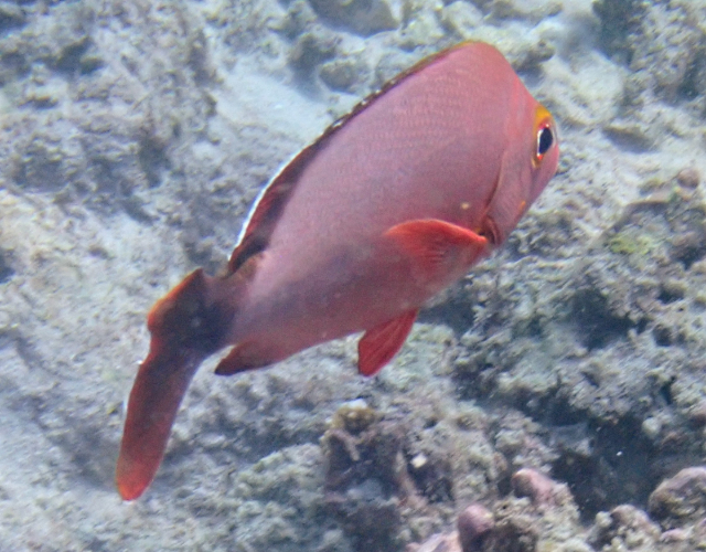 Click to View Humpback Snapper<br><span style='font-size:12px'><i>Dave & Rose</i></span>