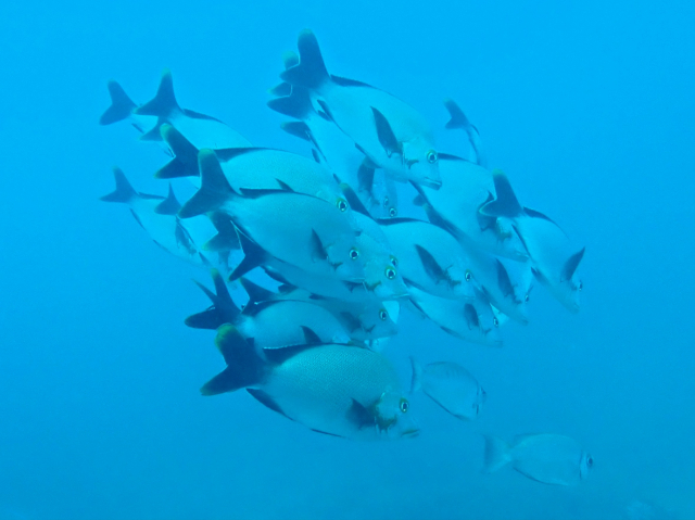 Click to View Humpback Snapper<br><span style='font-size:12px'><i>Dave & Rose</i></span>