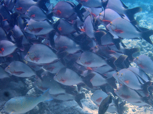 Humpback Snapper<br><span style='font-size:12px'><i>Dave & Rose</i></span>