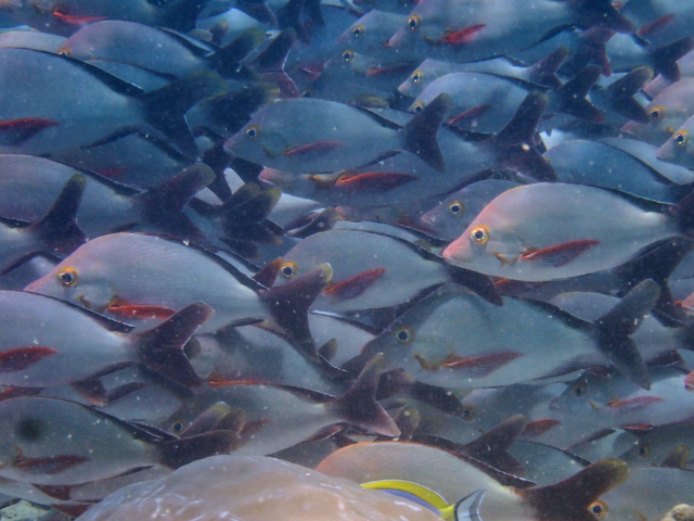Humpback Snapper<br><span style='font-size:12px'><i>Dave & Rose</i></span>