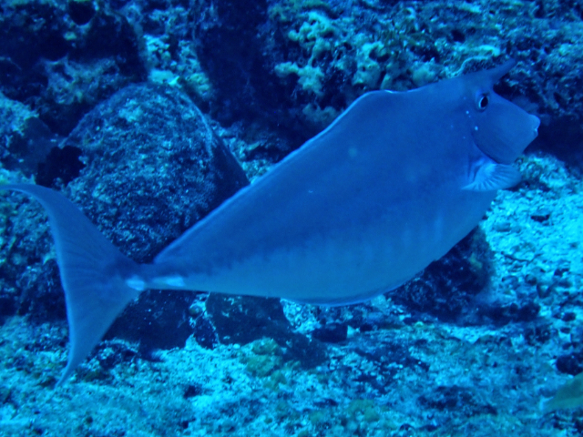 Click to View Humpback Unicornfish<br><span style='font-size:12px'><i>Dave & Rose</i></span>