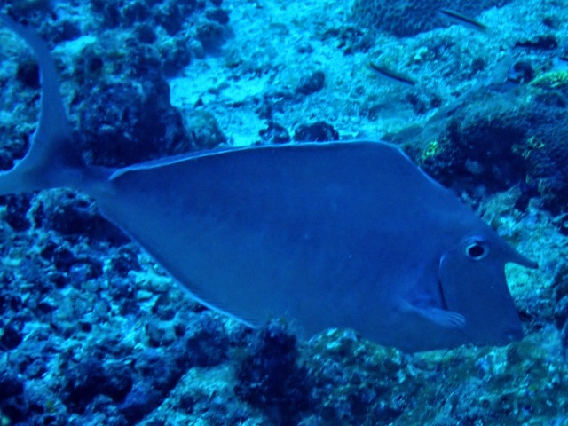 Click to View Humpback Unicornfish<br><span style='font-size:12px'><i>Dave & Rose</i></span>